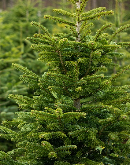 Nordmann Sélection Alsacienne